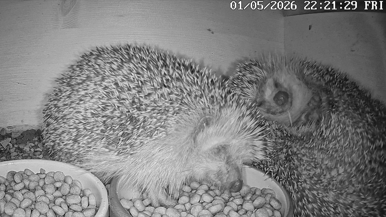 5 Igel machen Rambazamba | 02.05.2026