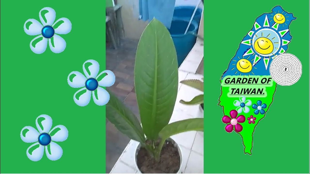 pianta a foglia larga di colore verde scuro.