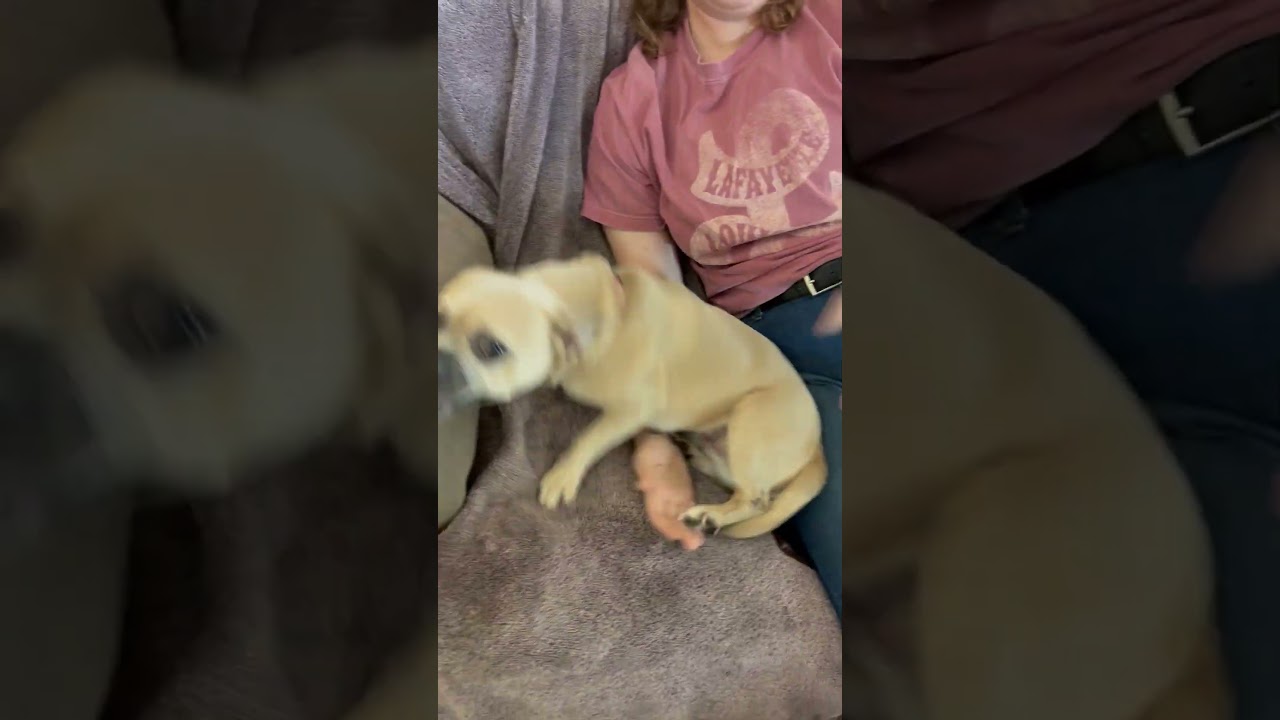 Giselle, a ADOPTABLE mixed breed in Kingwood, TX video 2/6