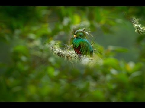 ¡El Quetzal está en peligro!, pero todavía hay esperanzas 