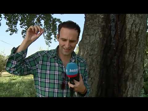 Katran s drveta - Velike prednosti i zanimljivosti vezane za ovu materiju - DJS - TV Happy 31.8.2020