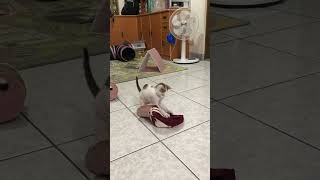 2019.1.20 什麼都好玩