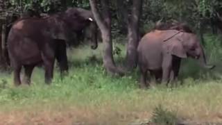 BLUE MARLIN IBIZA UAE  SEASON OPENING TEASER