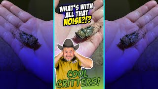 COOL CRITTERS! - What's With All That NOISE?!? - Cicada - #Shorts