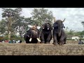 Elephant In Banavara Gate Somwarpet Shanivarasanthe Road