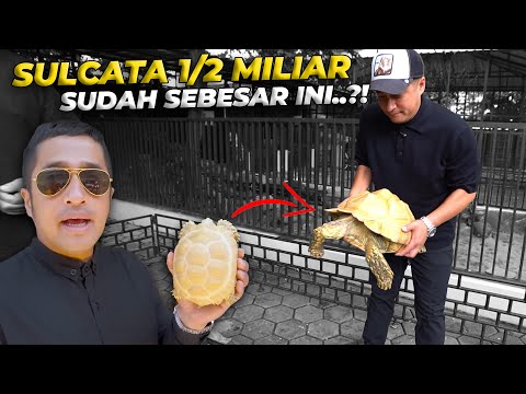 DARI KURA BRAZIL BELASAN JUTA, SAMPE TREATMENT BADAN PULUHAN JUTA..!