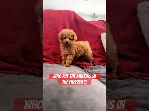 She said &ldquo;I did&rdquo; #muffins #pets #funnymemes #puppy #toypoodle #cutepuppy #viralvideo #funny #shorts