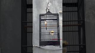 Download lagu CENDET GACOR CHURCH SHOOTING, CONNECTING WITH LONG BUTO TENGE #cendet #cendetgacor #shortvideo mp3