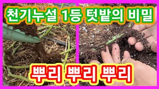 천기누설 1등 텃밭의 비밀 뿌리 뿌리 뿌리 참외,오이,수박,호박,토마토 재배방법,키우기,삽목  주말농장,텃밭…