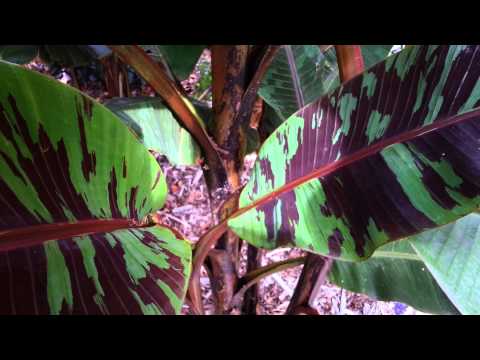 download lagu mp3 mp4 Musa Zebrina Fruit, download lagu Musa Zebrina Fruit gratis, unduh video klip Musa Zebrina Fruit