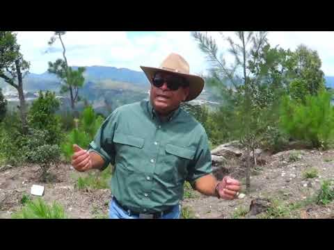 Chavelo hernandez - inocente yo soy