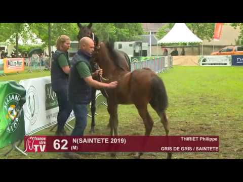 Sprinter Sacré Show 2019 : Lot 62 - N 19 SAINTETE