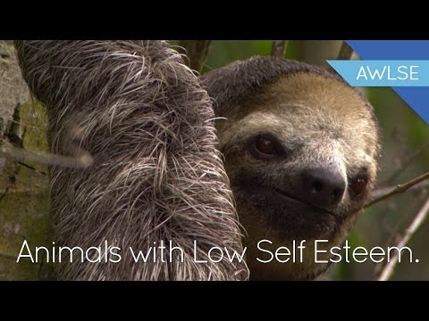 Sloth is Suffering From TSS: Tired Sloth Syndrome.