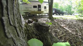 preview picture of video 'Cautious Chipmunk Gets a Strawberry Prince Gallitzin Campground'