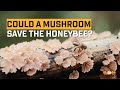 Could A Mushroom Save The Honeybee