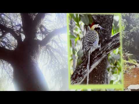Parque de la Vida proy de Ordenanza Audiencia publica  - Reserva Natural Urbana y  Pulmones Verdes