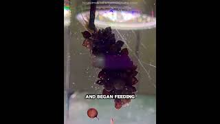 This Man Rescued Hundreds of Baby Octopuses 🐙❤️#shorts