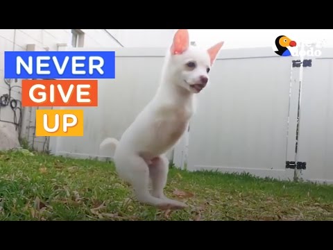 download lagu mp3 mp4 Disabled Dog, download lagu Disabled Dog gratis, unduh video klip Disabled Dog