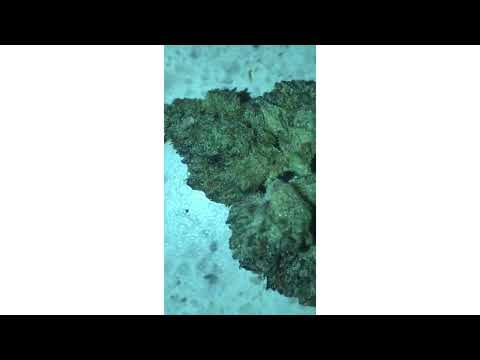 Pebblewreck Strain
