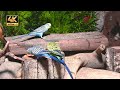 Cat TV for Cats to Watch 😺  Birds & Mouse play in the Garden 8 Hour 4K UHD