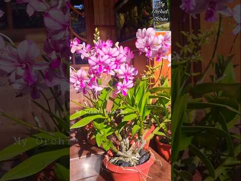 💜 9 Spikes on One Dendrobium! | Record-Breaking Orchid Bloom