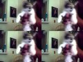 Chubb Rock Kittens
