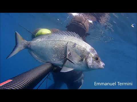 PescaSub - Orate Saragoni e Carangidi