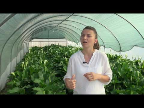 Zlatno klasje: "Brzo napreduju, a ljudi ih obožavaju!"