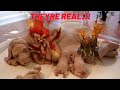 Human Pig Hybrids Are Real HoN Proof
