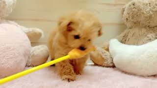 ハーフ犬の動画01