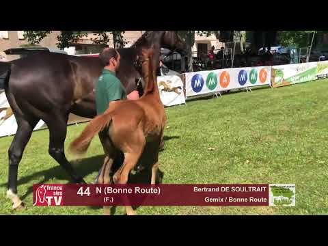 Sprinter Sacré Show 2018 : Lot 44 - N (Bonne Route)