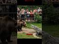 Grizzly Bear VS Crocodile Come Face To Face At Zoo Illegally