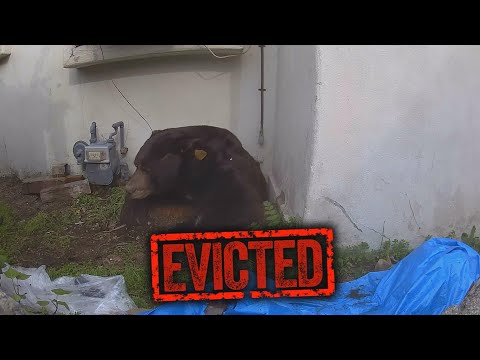 Bear That Settled Under California Home For A Month Finally Leaves