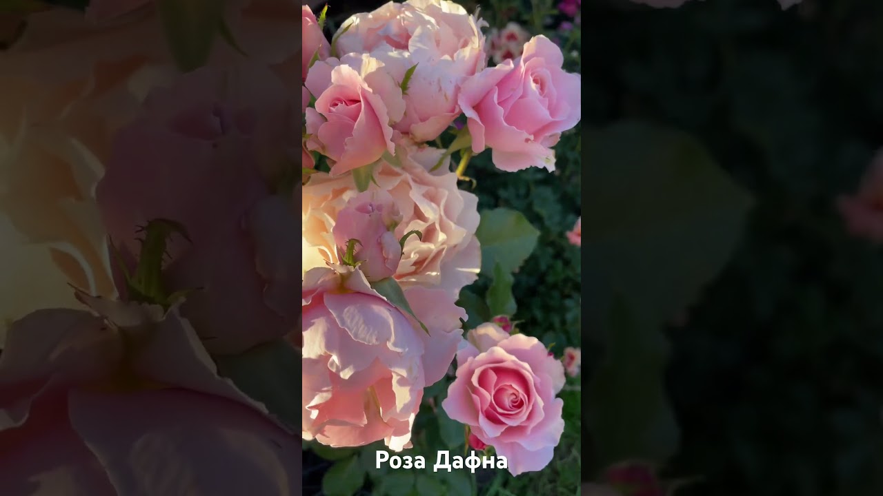 Роза Дафна/rose Porcelaine d Orient ( Daphne) #розарий #садоводство #цветы #розы #roses