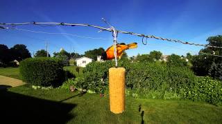 preview picture of video 'Baltimore Oriole on suet feeder - Sugarcreek,OH 44681'