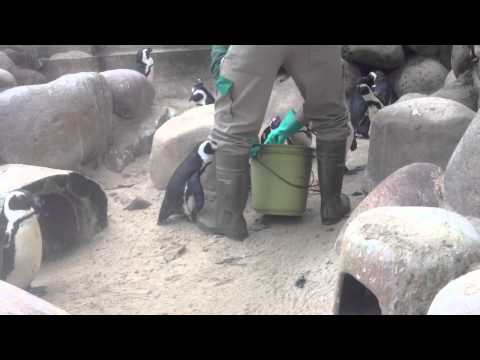 Pinguin Fütterung