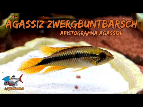 Der Agassiz-Zwergbuntbarsch - Apistogramma agassizii | ADVENTdicted! Adventskalender | Türchen 16