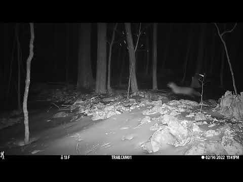 Fox Chasing a Bobcat