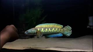 Download lagu Video Channa auranti gondrong   mangap mangap😱😱😱 mp3