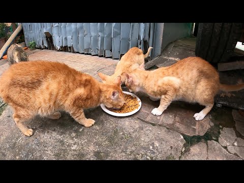 Their Ginger cats live in Abandoned house​ they waiting food from people