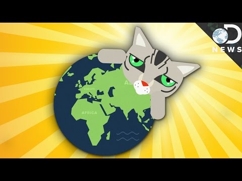 How Did Cats Spread Around The World?