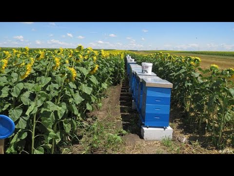 Saveti iskusnih pčelara - Kako što bolje iskoristiti suncokretovu pašu?