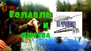 Шитики где их ловить
