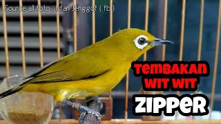 Download lagu MASTERAN PLECI WIT WIT ZIPPER mp3 Download lagu MASTERAN PLECI WIT WIT ZIPPER mp3