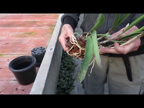 il rinvaso delle Cattleya