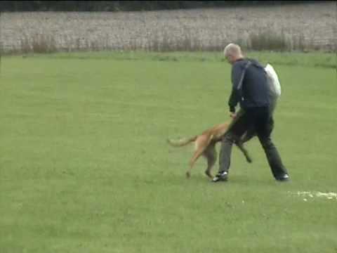 Malinois, Blackneck's A'coch 3,5år Elitklass skydd Eskilstuna