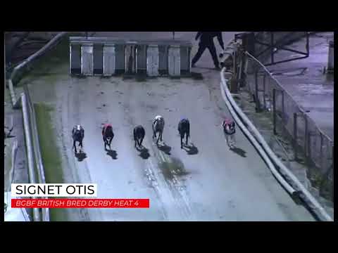Signet Otis - BGBF British Bred Derby Heat 4
