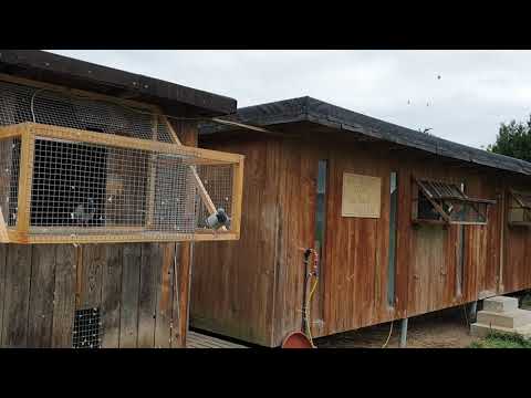 Brieftauben am 27.4.19