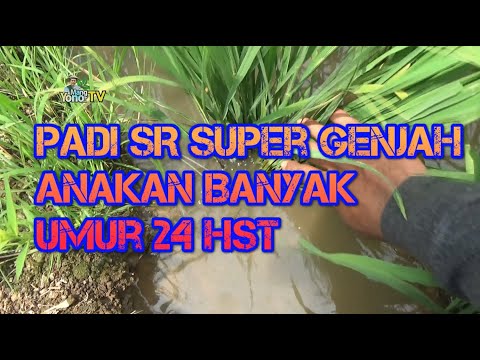 Padi SR Super Genjah. Anakan Banyak. Umur 24 HST. Umur 72 HST Panen