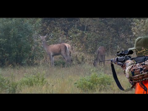 Red Deer Hunt in Poland.